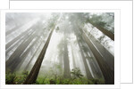 Redwood trees near Damnation Creek Trail by Anonymous