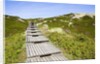 Wooden walkway through vegetation covered sand dunes by Anonymous