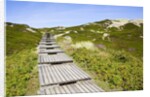 Wooden walkway through vegetation covered sand dunes by Anonymous
