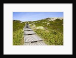 Wooden walkway through vegetation covered sand dunes by Anonymous
