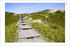 Wooden walkway through vegetation covered sand dunes by Anonymous