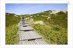 Wooden walkway through vegetation covered sand dunes by Anonymous
