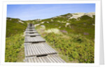 Wooden walkway through vegetation covered sand dunes by Anonymous