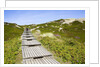 Wooden walkway through vegetation covered sand dunes by Anonymous