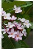 Pink frangipani in bloom by Anonymous