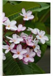 Pink frangipani in bloom by Anonymous