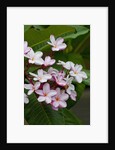 Pink frangipani in bloom by Anonymous
