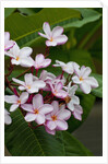 Pink frangipani in bloom by Anonymous