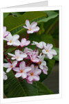Pink frangipani in bloom by Anonymous