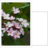 Pink frangipani in bloom by Anonymous