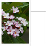 Pink frangipani in bloom by Anonymous