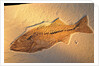 Fish fossil by Anonymous