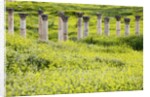 Roman columns rising above field of wildflowers by Anonymous