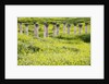 Roman columns rising above field of wildflowers by Anonymous