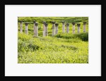 Roman columns rising above field of wildflowers by Anonymous