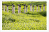 Roman columns rising above field of wildflowers by Anonymous