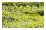 Roman columns rising above field of wildflowers by Anonymous