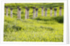 Roman columns rising above field of wildflowers by Anonymous