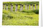 Roman columns rising above field of wildflowers by Anonymous