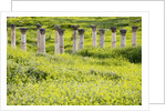 Roman columns rising above field of wildflowers by Anonymous