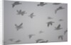 Flock of barnacle geese flying through heavy fog by Anonymous