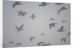 Flock of barnacle geese flying through heavy fog by Anonymous