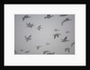 Flock of barnacle geese flying through heavy fog by Anonymous