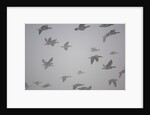 Flock of barnacle geese flying through heavy fog by Anonymous