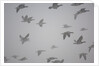 Flock of barnacle geese flying through heavy fog by Anonymous