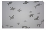 Flock of barnacle geese flying through heavy fog by Anonymous