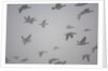 Flock of barnacle geese flying through heavy fog by Anonymous