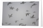 Flock of barnacle geese flying through heavy fog by Anonymous