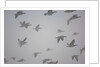 Flock of barnacle geese flying through heavy fog by Anonymous