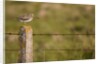 Common snipe perched in fence post by Anonymous