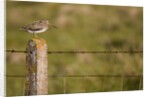 Common snipe perched in fence post by Anonymous