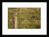 Common snipe perched in fence post by Anonymous