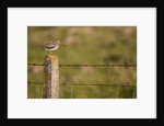 Common snipe perched in fence post by Anonymous