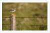 Common snipe perched in fence post by Anonymous