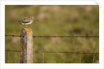 Common snipe perched in fence post by Anonymous