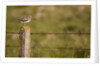Common snipe perched in fence post by Anonymous