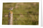 Common snipe perched in fence post by Anonymous