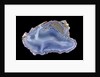 Agate by Anonymous