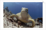 Green sea turtle ( Chelonia mydas ), Sipidan, Sabah, Malaysia, Borneo, South-east Asia by Anonymous