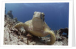 Green sea turtle ( Chelonia mydas ), Sipidan, Sabah, Malaysia, Borneo, South-east Asia by Anonymous