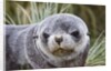 Antarctic Fur Seal (Arctocephalus gazella) pup on Prion Island in the Bay of Isles on the island of South Georgia by Anonymous