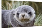 Antarctic Fur Seal (Arctocephalus gazella) pup on Prion Island in the Bay of Isles on the island of South Georgia by Anonymous
