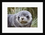 Antarctic Fur Seal (Arctocephalus gazella) pup on Prion Island in the Bay of Isles on the island of South Georgia by Anonymous