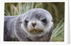 Antarctic Fur Seal (Arctocephalus gazella) pup on Prion Island in the Bay of Isles on the island of South Georgia by Anonymous