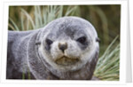Antarctic Fur Seal (Arctocephalus gazella) pup on Prion Island in the Bay of Isles on the island of South Georgia by Anonymous