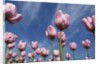 Pink tulips in a garden, Indira Gandhi Tulip Garden, Srinagar, Jammu And Kashmir, India by Anonymous